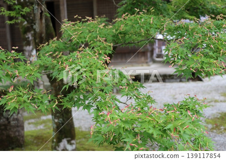 The leaves behind the cute, propeller-shaped blue maple blossoms. The leaves behind the cute, propeller-shaped blue maple blossoms. 139117854