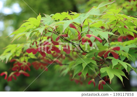 罕見的物種，翅膀呈螺旋槳狀。 139117858