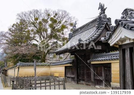 Keikoin Temple, Oharaimachi, Ise Grand Shrine: Mistletoe and cherry blossoms, Mie Prefecture Keikoin Temple, Oharaimachi, Ise Grand Shrine: Mistletoe and cherry blossoms, Mie Prefecture 139117939