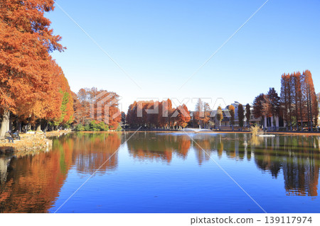 貝肖沼澤公園的秋葉 貝肖沼澤公園的秋葉 139117974