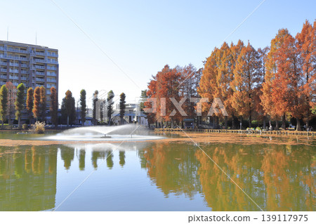 貝肖沼澤公園的秋葉 貝肖沼澤公園的秋葉 139117975