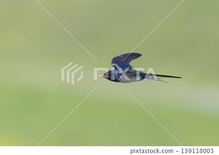 Swallows flying against a backdrop of fresh green foliage Swallows flying against a backdrop of fresh green foliage 139118003