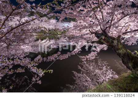 Cherry blossoms at night during the Hirosaki Park Cherry Blossom Festival Cherry blossoms at night during the Hirosaki Park Cherry Blossom Festival 139118024