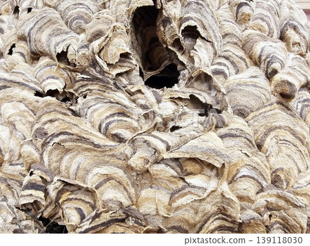 Close up Huge Nest of Hornet. 139118030