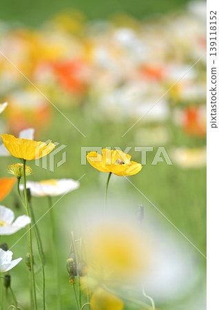 春天的花朵,黃色的罌粟花 春天的花朵,黃色的罌粟花 139118152
