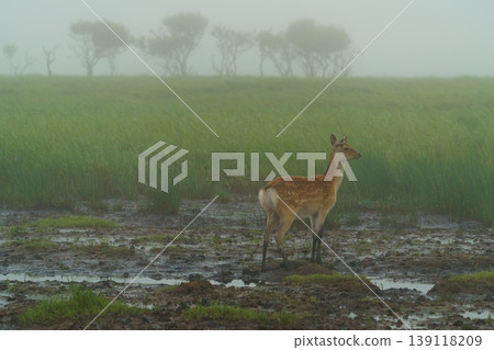 Ezo deer standing in the mist of the Notsuke Peninsula: Wildlife of Hokkaido Ezo deer standing in the mist of the Notsuke Peninsula: Wildlife of Hokkaido 139118209