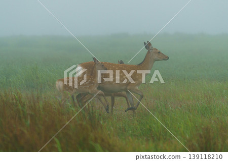 Ezo deer standing in the mist of the Notsuke Peninsula: Wildlife of Hokkaido Ezo deer standing in the mist of the Notsuke Peninsula: Wildlife of Hokkaido 139118210