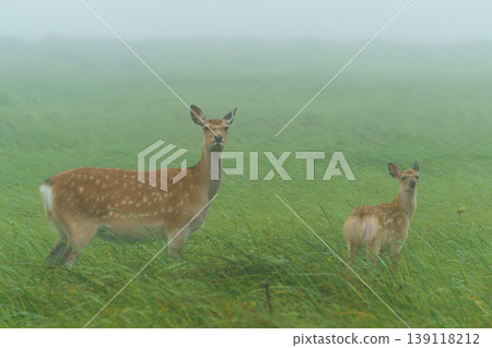 Ezo deer standing in the mist of the Notsuke Peninsula: Wildlife of Hokkaido Ezo deer standing in the mist of the Notsuke Peninsula: Wildlife of Hokkaido 139118212