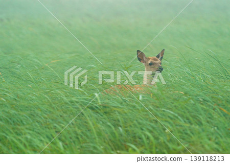 Ezo deer standing in the mist of the Notsuke Peninsula: Wildlife of Hokkaido Ezo deer standing in the mist of the Notsuke Peninsula: Wildlife of Hokkaido 139118213