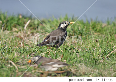 Starling (Spodiopsar cineraceus) - A wild bird of Hokkaido. Starling (Spodiopsar cineraceus) - A wild bird of Hokkaido. 139118250