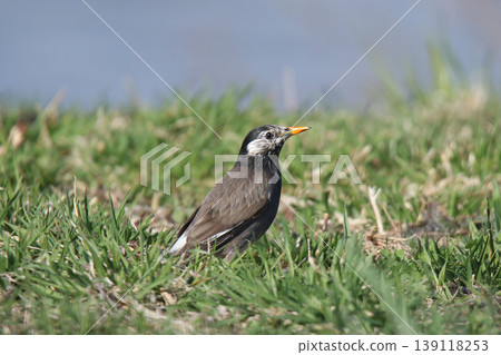 Starling (Spodiopsar cineraceus) - A wild bird of Hokkaido. 139118253