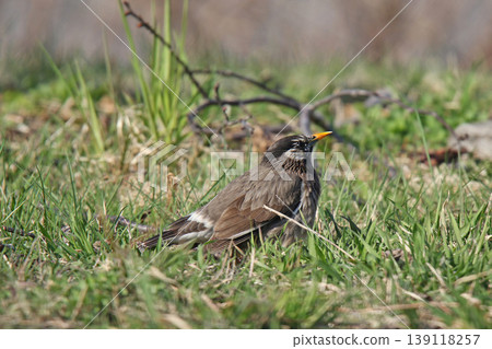 椋鳥(Spodiopsar cineraceus)-北海道的一種野生鳥類。 椋鳥(Spodiopsar cineraceus)-北海道的一種野生鳥類。 139118257