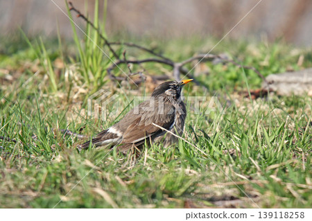 Starling (Spodiopsar cineraceus) - A wild bird of Hokkaido. Starling (Spodiopsar cineraceus) - A wild bird of Hokkaido. 139118258