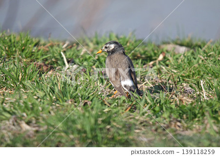 椋鳥(Spodiopsar cineraceus)-北海道的一種野生鳥類。 椋鳥(Spodiopsar cineraceus)-北海道的一種野生鳥類。 139118259