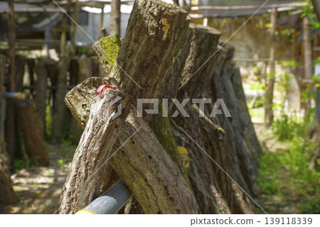 Logs lined up for shiitake mushroom cultivation. 139118339