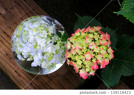 Glass balls floating on hydrangeas Glass balls floating on hydrangeas 139118423