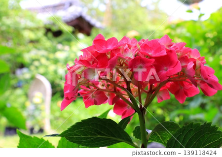 Red hydrangea Red hydrangea 139118424