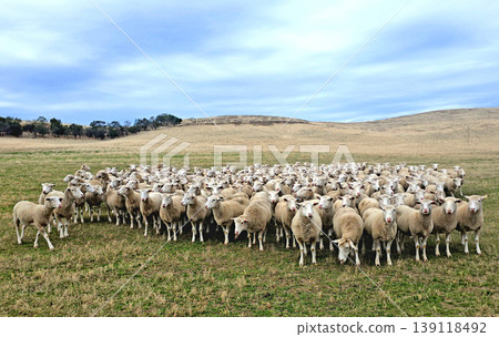 Numerous sheep stand together in a wide open field with rolling hills 139118492