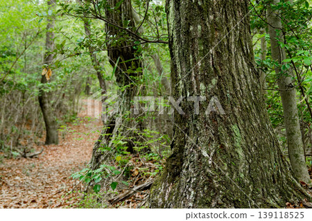 Springtime walking trails in the mixed forest Springtime walking trails in the mixed forest 139118525