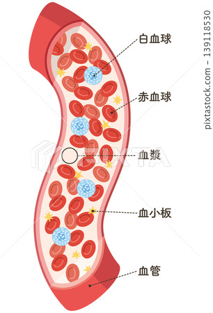 流經血管的細胞（垂直） 139118530