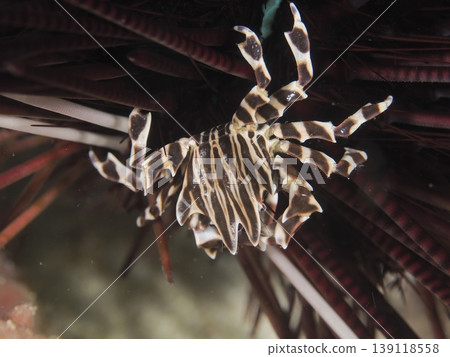 Zebra crab clinging to sea urchin Zebra crab clinging to sea urchin 139118558