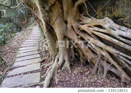 Massive Tree Roots Overgrowing Rocky Cliff Beside Hiking Trail Taiwan Forest Massive Tree Roots Overgrowing Rocky Cliff Beside Hiking Trail Taiwan Forest 139118631