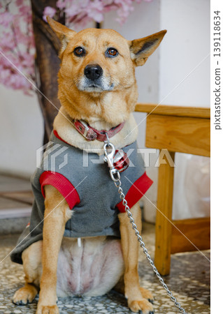 Cute Brown Taiwanese Dog Wearing Gray Jacket Looking Directly at Camera Indoors Cute Brown Taiwanese Dog Wearing Gray Jacket Looking Directly at Camera Indoors 139118634