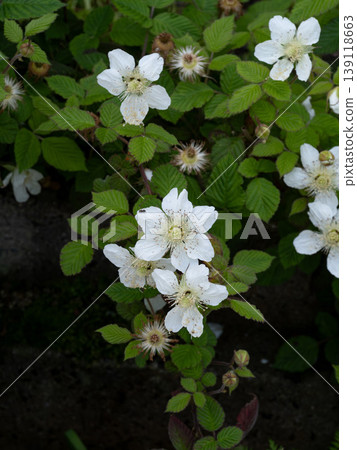 White cypress strawberry flower White cypress strawberry flower 139118663