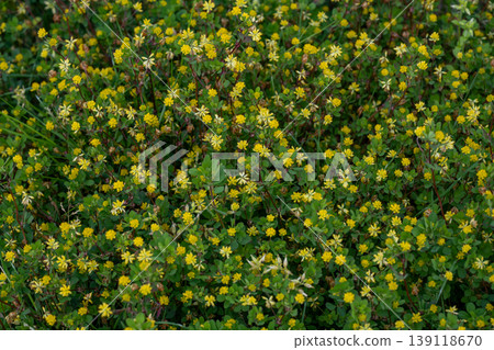 Flower Flower 139118670