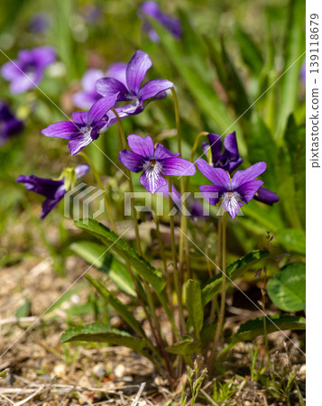 violets growing on the roadside violets growing on the roadside 139118679