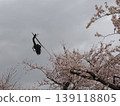 Training flight of attack helicopter above cherry blossoms in full bloom. 139118805