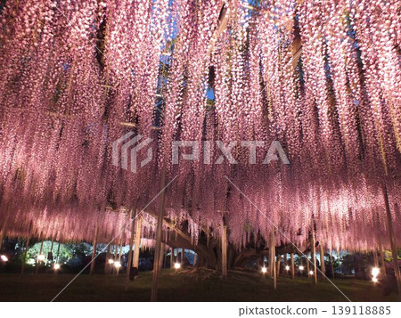 Wisteria (photographed at Ashikaga Flower Park) 139118885