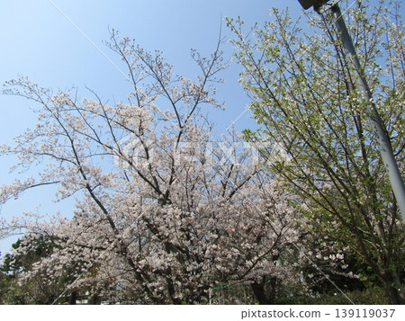 Somei Yoshino cherry blossoms are in full bloom in front of Takasu Sports Center. Somei Yoshino cherry blossoms are in full bloom in front of Takasu Sports Center. 139119037