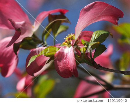 Close-up of pink dogwood blossoms and buds 139119040