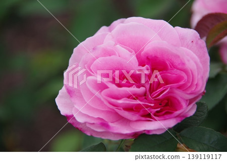Beautiful pink roses Beautiful pink roses 139119117