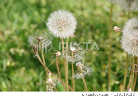 fluffy dandelion fluff fluffy dandelion fluff 139119128