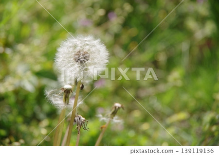 Dandelion's fluff Dandelion's fluff 139119136