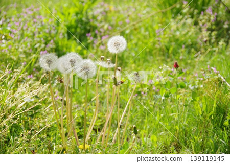 Fluffy dandelions Fluffy dandelions 139119145