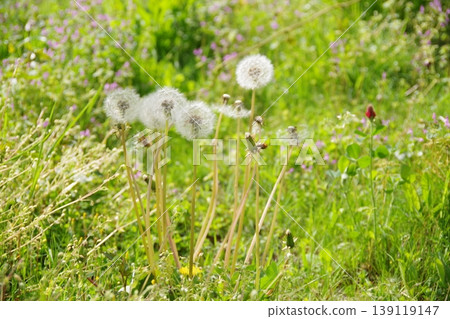 Fluffy dandelions Fluffy dandelions 139119147