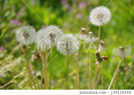 Fluffy dandelion fluff 139119149