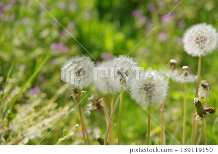 Dandelion's fluff 139119150