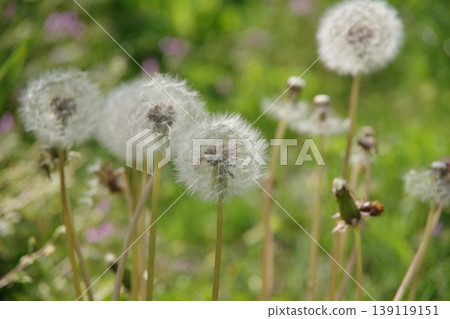 Fluffy dandelion fluff Fluffy dandelion fluff 139119151