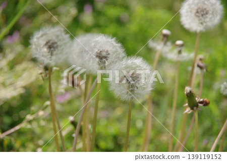 Fluffy dandelions Fluffy dandelions 139119152