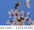 Cherry Blossom	 139119300