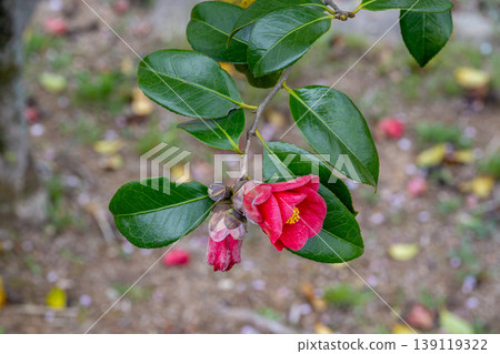 山茶花的紅色花 山茶花的紅色花 139119322