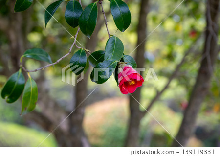 山茶花的紅色花 山茶花的紅色花 139119331