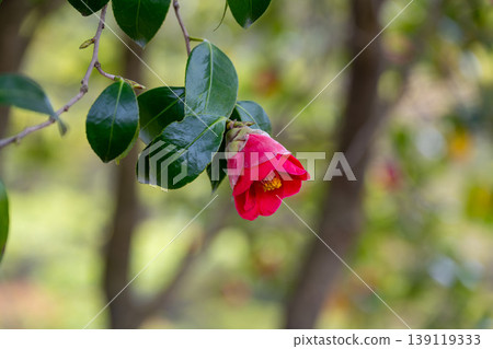 Red flower of camellia 139119333