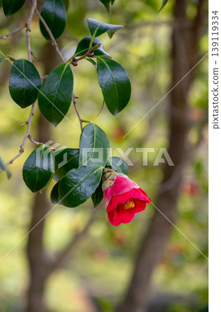 山茶花的紅色花 山茶花的紅色花 139119334