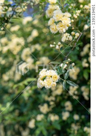 黃色的mockholough 139119401