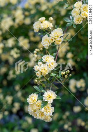 黃色班克木玫瑰花 139119403